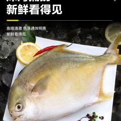 新货金鲳鱼新鲜鲳鱼金昌鱼湛江海鲜水产鲜活冷冻