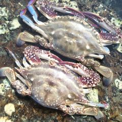 保鲜不保活海鲜公飞蟹活发海蟹满膏肉螃蟹冰鲜梭子蟹