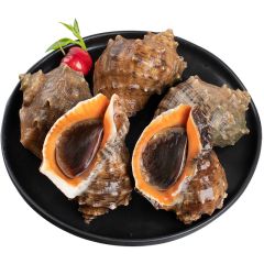 海螺鲜活特大新鲜海捕超大号响螺带黄贝类海鲜水产大全3斤装
