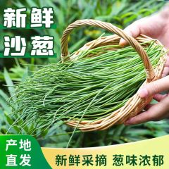 现挖沙葱品种实心沙葱5斤 沙漠野菜