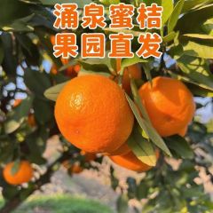 正宗临海涌泉蜜桔应季新鲜水果无籽皮薄自家果园采摘桔子
